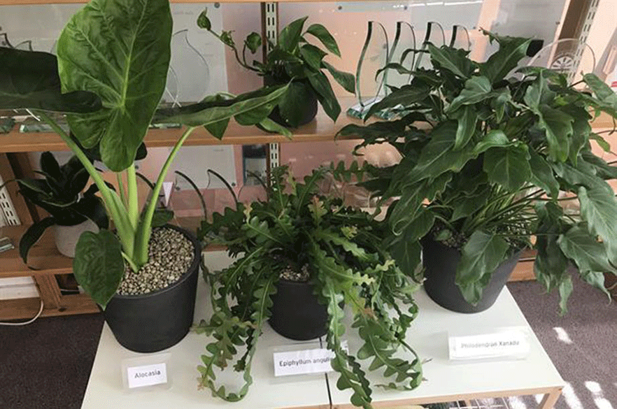 What are the big houseplant trends for | Horticulture Week