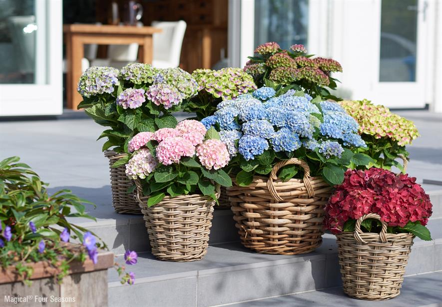 Hydrangea Magical Magical Four Seasons