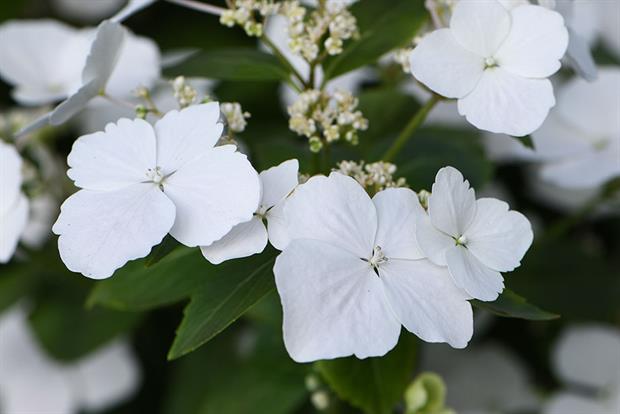 Hydrangea Runaway Bride