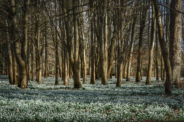Woodland in Welford Park, Newbury