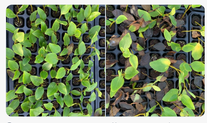 Griselinia in peat and peat-free composts where the peat free plants look less healthy