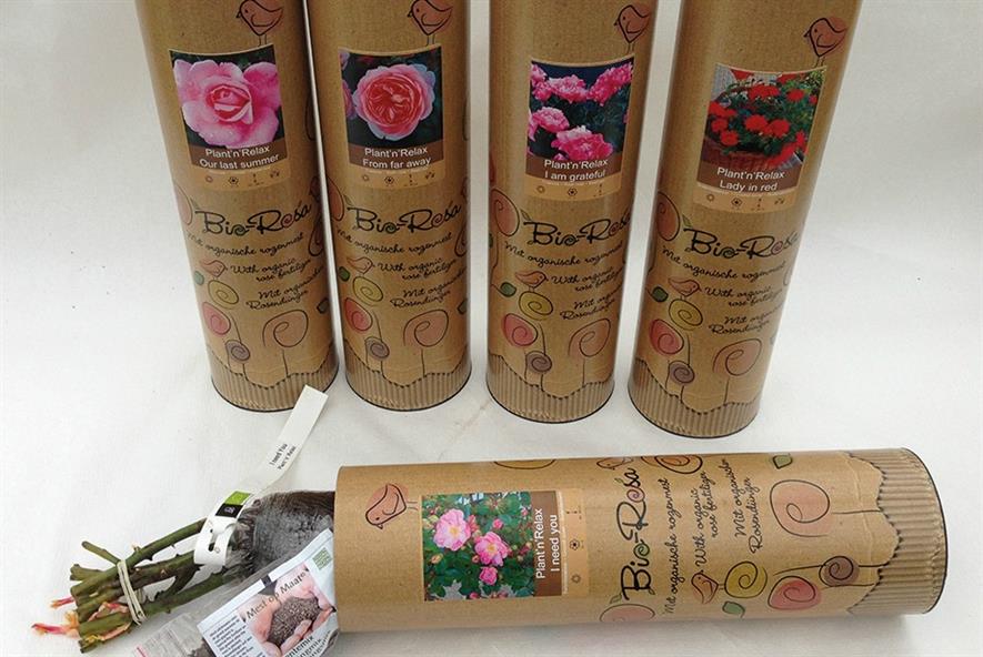 Plant'n'Relax roses