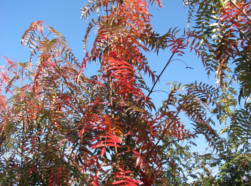 Sorbus commixta ‘Olympic Flame’.