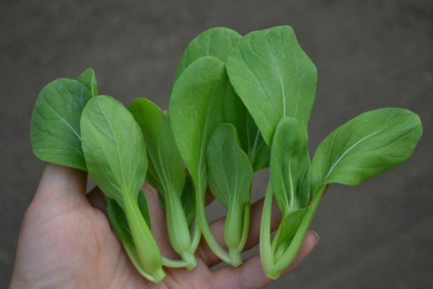 mini pak choi