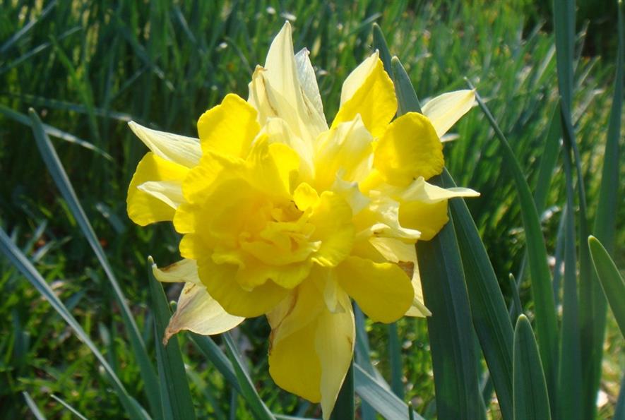 New daffodil, Narcissus pseudonarcissus 'Pentillie Duke', discovered at ...