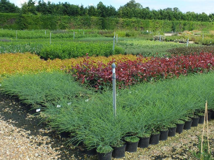 Everris top dressing container nursery stock Horticulture Week