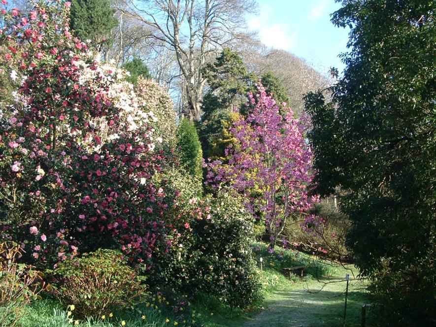 Caerhays completes rhododendron restoration | Horticulture Week