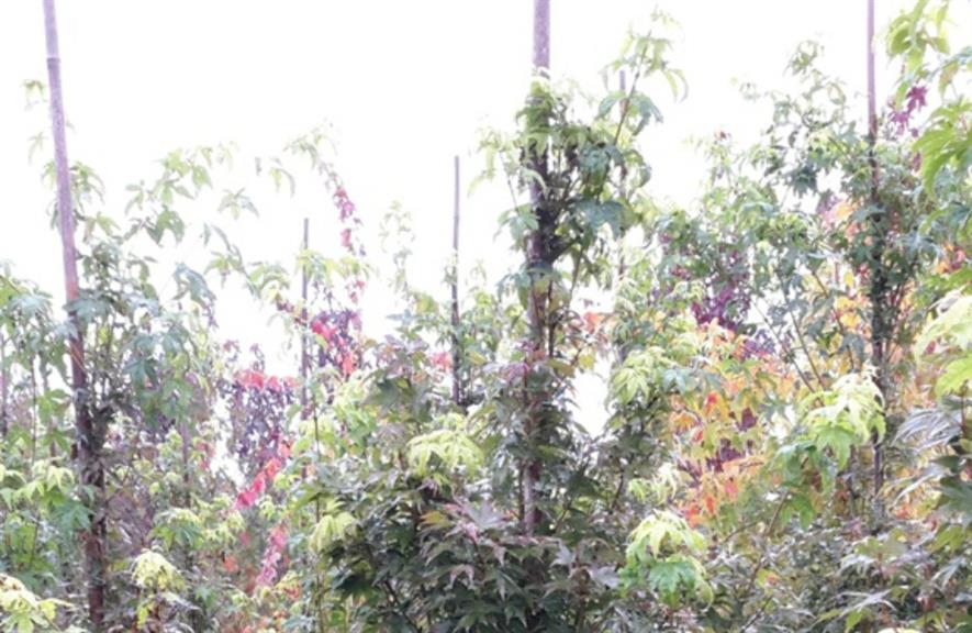 Acer palmatum ‘Tsukasa Silhouette’ 