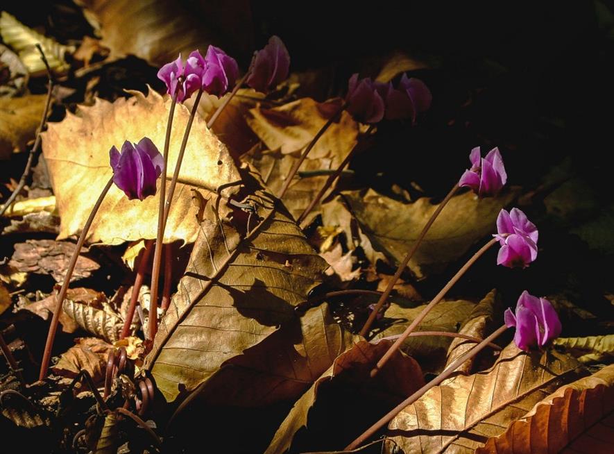 Individual hardy perennial: Richard Ford ‘Cyclamen hederifolium’ Richard Ford of Kesgrove, Ipswich photo competition winner