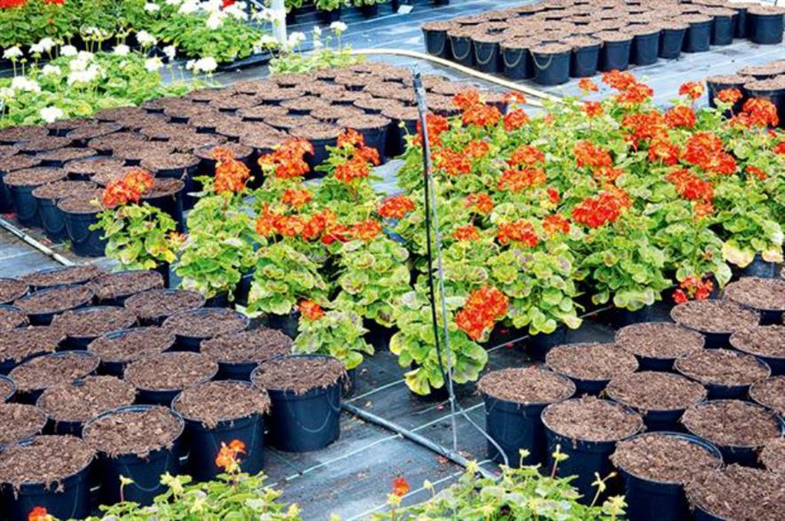 improves for specialist glass and hardy nursery stock growers