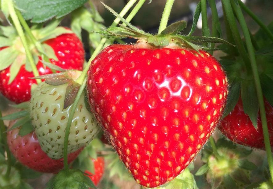 British strawberry season starts a week earlier Horticulture Week