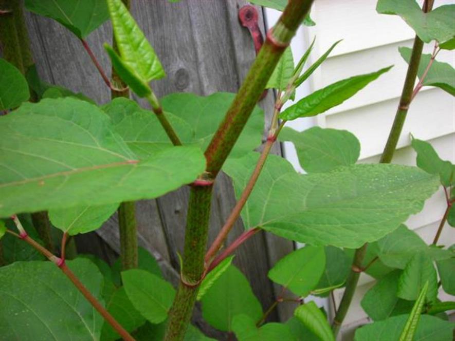 Japanese knotweed