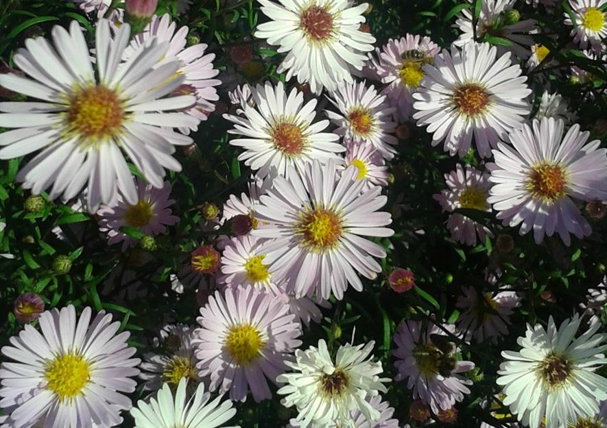Aster Vasterival