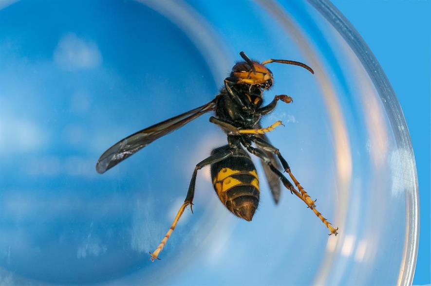Asian hornet
