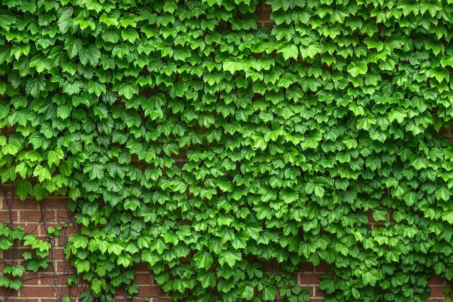 Green wall made of ivy