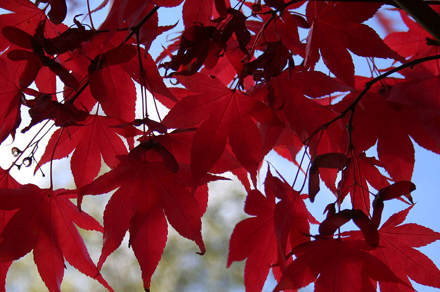Peter Seabrook has condemned FOE's suggestion that an Acer can be used as an indoor Christmas Tree substitute as 'stupid' - image: Pixabay