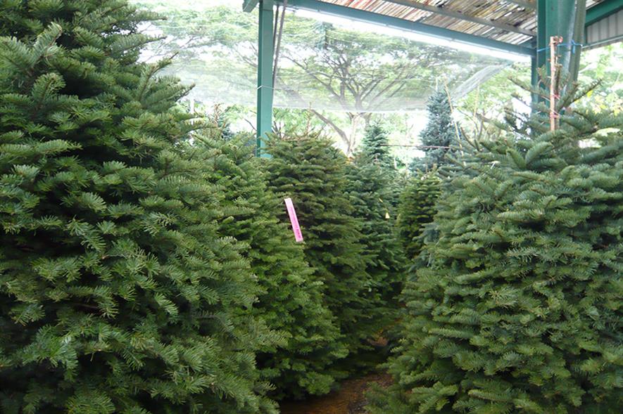 Christmas trees: overall quality of trees is good (Pic: kfcatles/Flickr.com)
