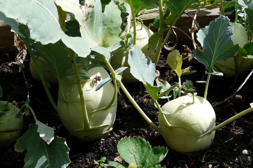 Leptosphaeria maculans (Phoma lingam), also known as Phoma leaf spot, canker and dry rot can affect root crop brassicas such as Kohlrabi - image: Pixabay