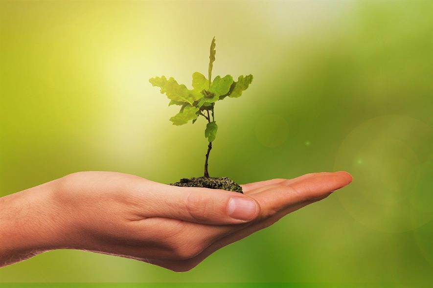 New trees will cover an area greater than Manchester - image: Pixabay