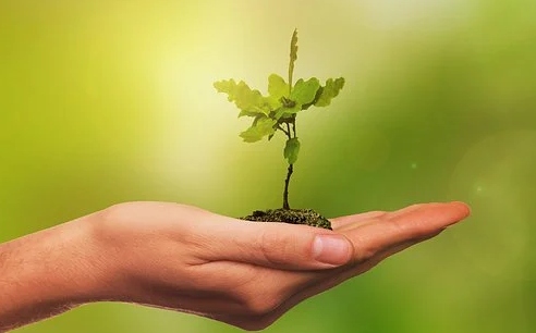 tree sapling in hand