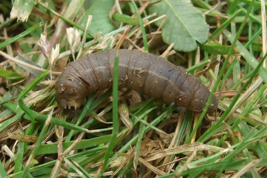Leatherjacket grub - credit: Flickr/Simon (CC by 2.0)
