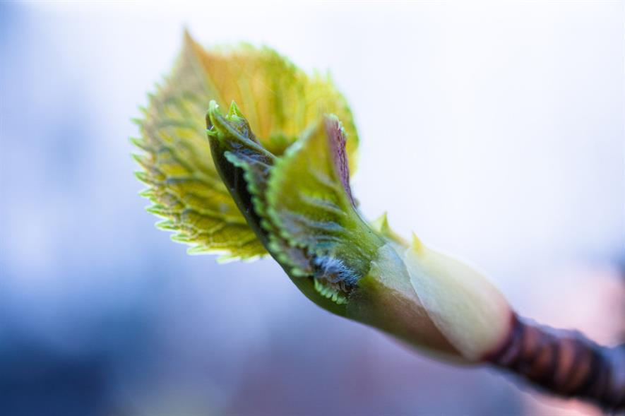 Leaves unfolding - credit: Pixabay