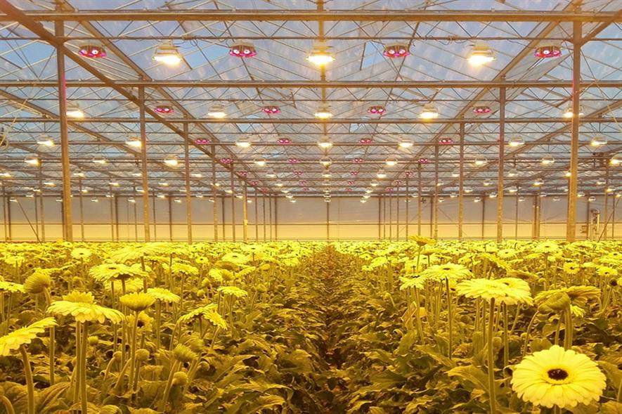 LED-based grow lighting: a viable proposition for all commercially grown plant varieties