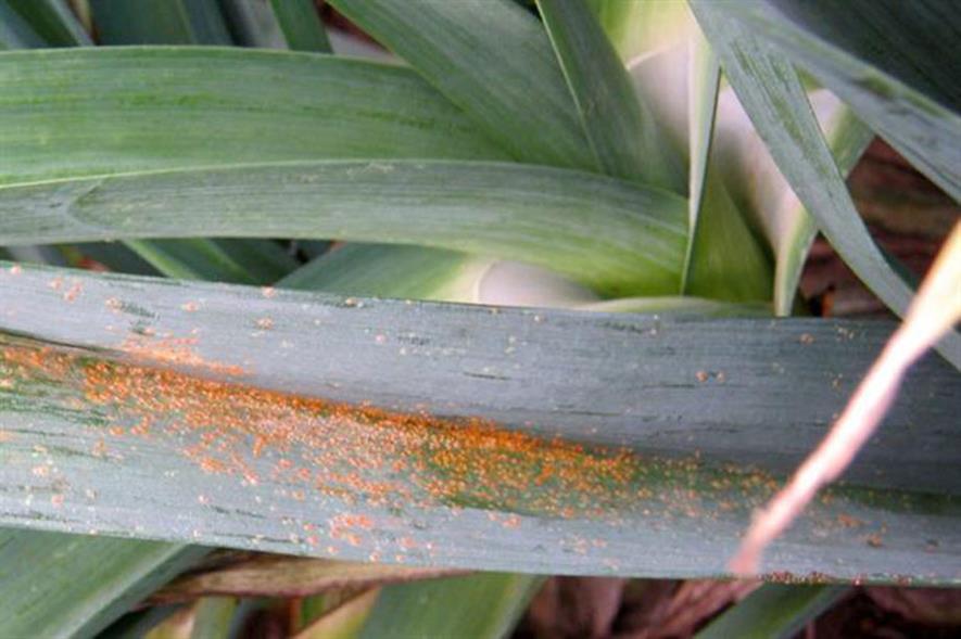 Brown spots caused by rust disease on leek plants