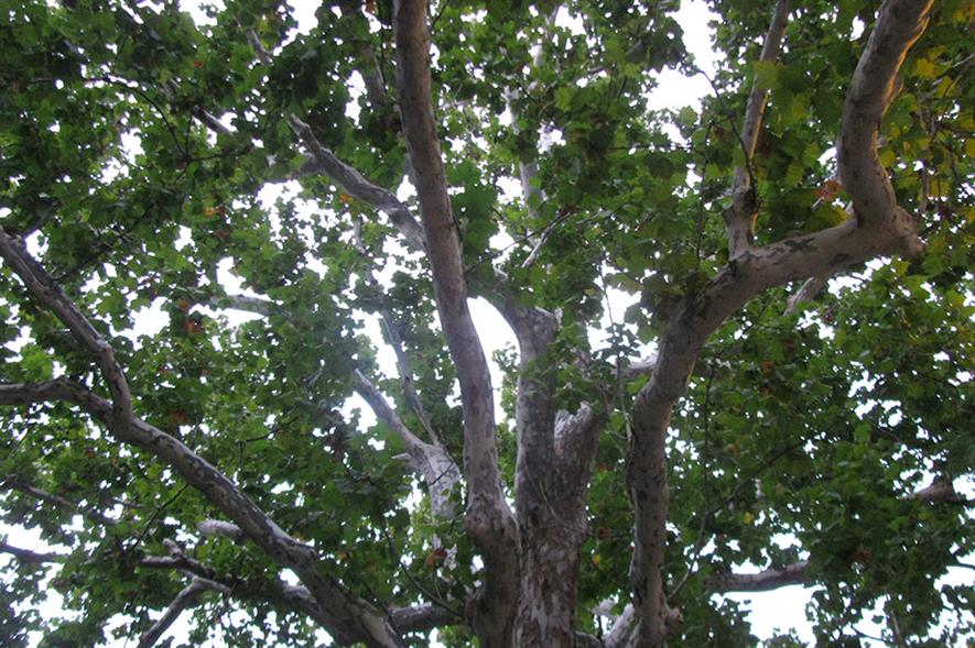 Healthy London plane tree - image: Flickr/EdenJanineandJim under Creative Commons Licence