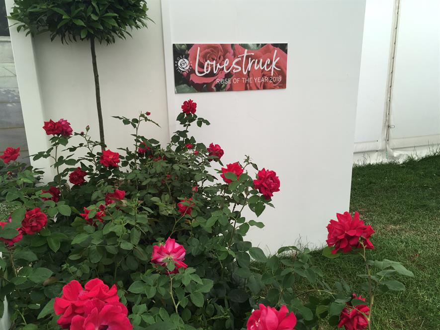Dickson's Rosa 'Lovestruck', winner of Rose of the Year
