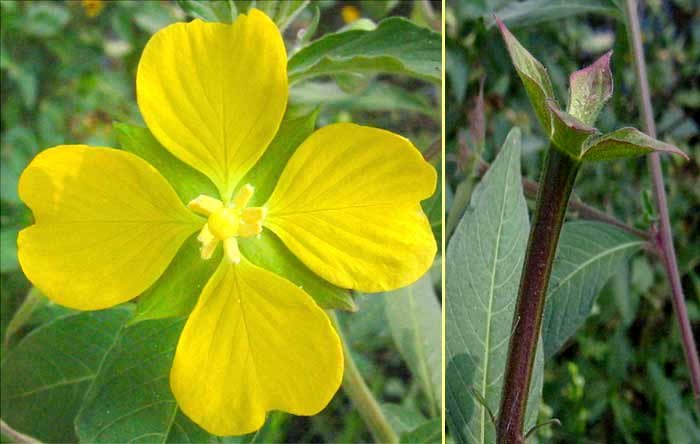 Water primrose