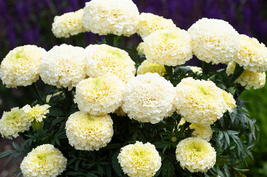 Marigold White Gold Max - credit: Earley Ornamentals
