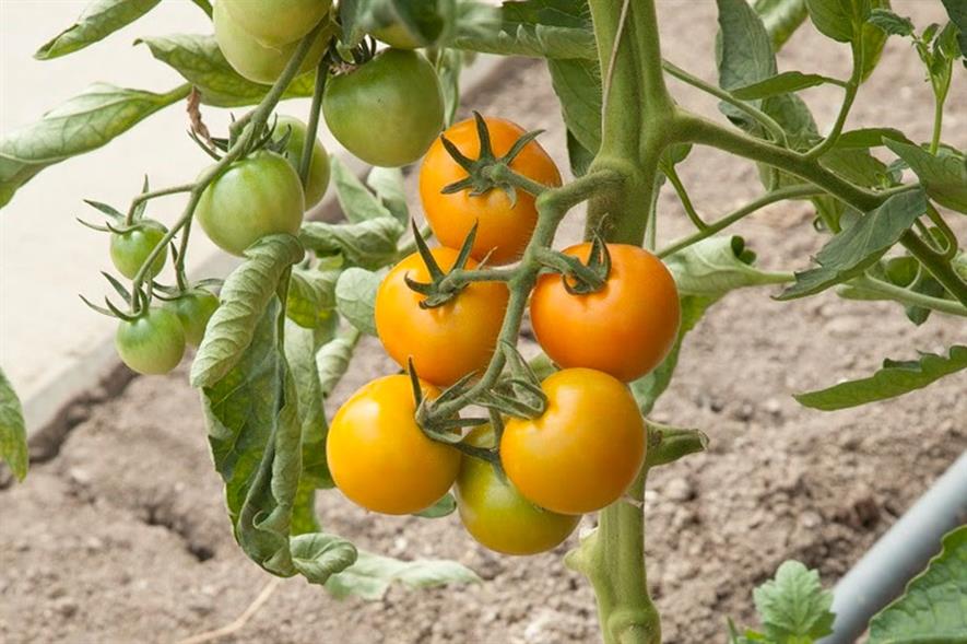 blight resistant tomato varieties