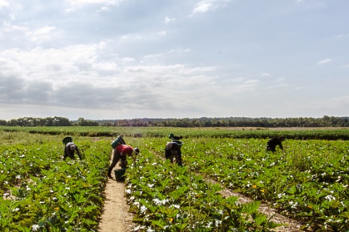 Migrant labourers - imag:USDAgov