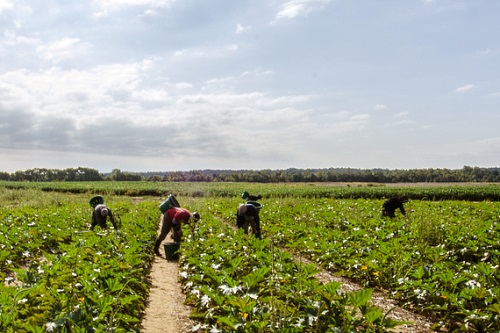 Migrant farm labourers - image: USDAgov