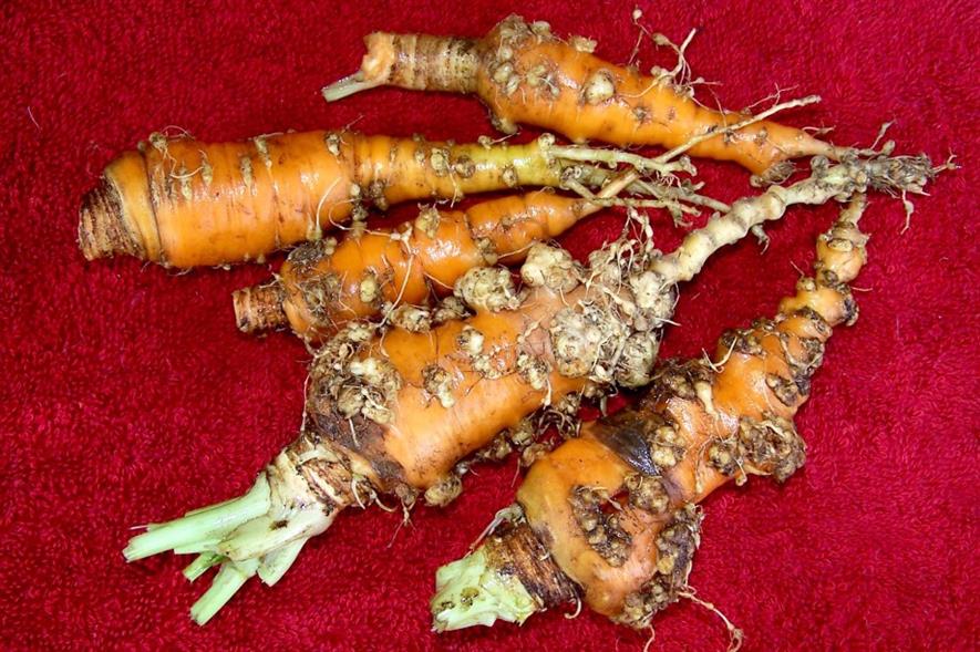 Root-knot nematode damage to carrots - image: Scot Nelson