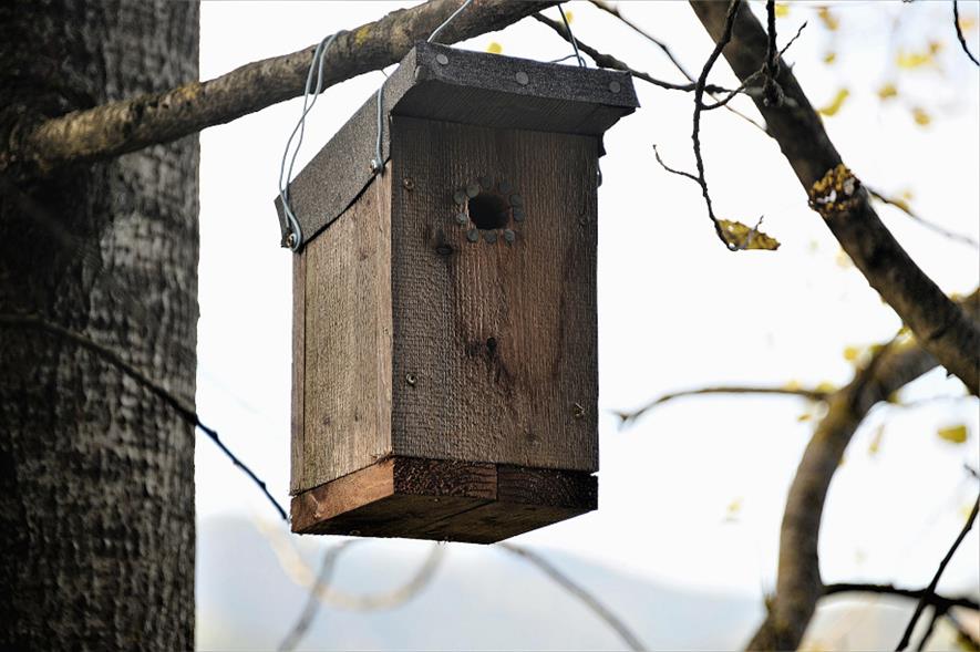 The City of Trees resources include instructions for building a bat box - credit: Pixabay