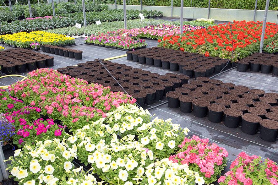 Horticulture farm business returns surge thanks to sterling's fall