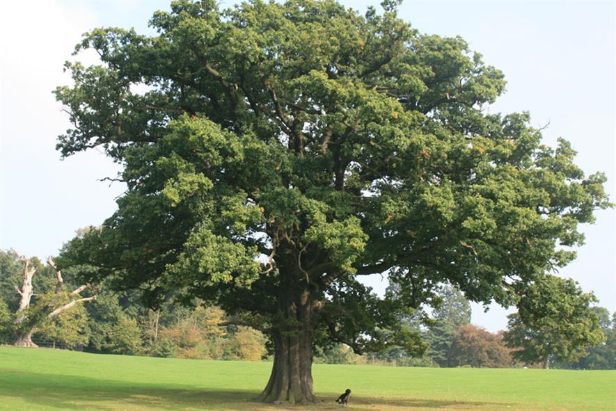 Action Oak campaign launches at RHS Chelsea Flower Show | HortWeek