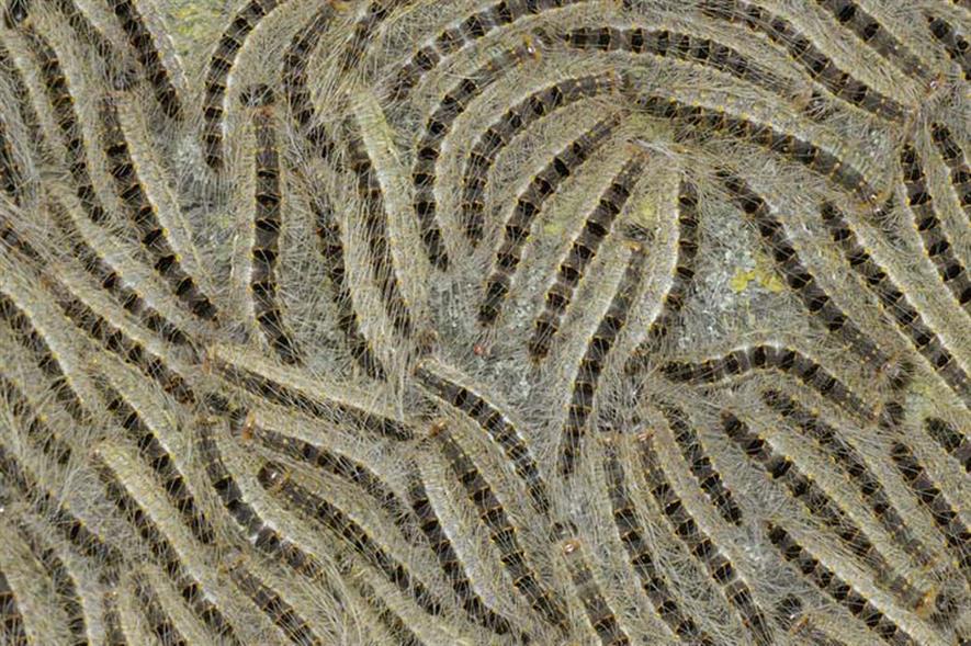 Oak processionary moth