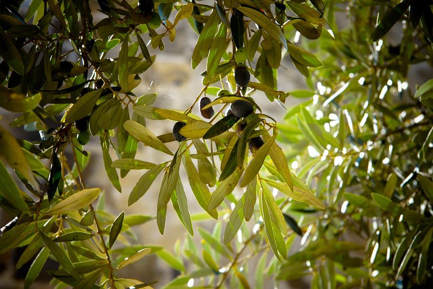 Olives
