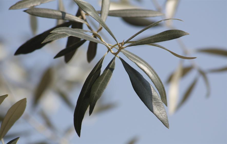Olive groves beckon - Image: Rosevita@Morguefile