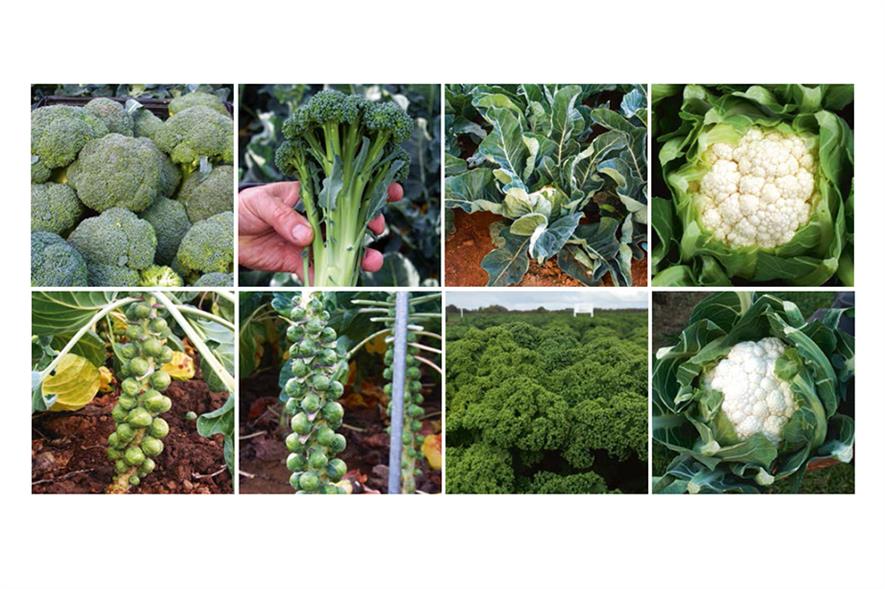 Vegetable seed trials (clockwise from top left): Titanium broccoli (Seminis), BGS0201 broccoli (Hazera), Liria cauliflower (Elsoms), Jericho cauliflower (Sakata), Dogmatis white cauliflower (Rick Xwaan), Reflex kale (Elsoms), Brodie Brussels sprouts