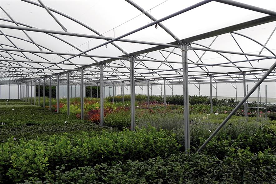 Polytunnels: multi-span plastic-clad structures give growers a construction more like a commercial glasshouse in terms of size