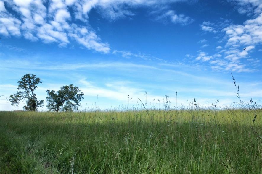 Long grass. Image: MorgueFile