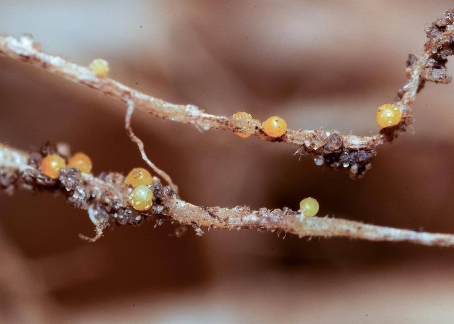 PCN cysts from Blackthorn Arable