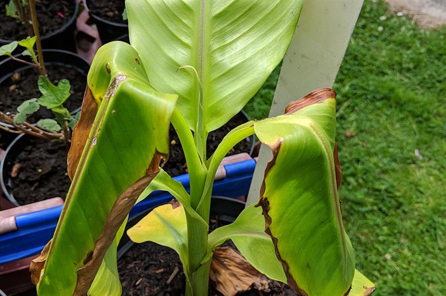 Plant grown in peat-free compost