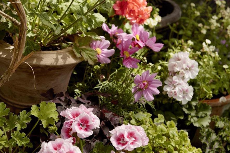 Credit: Pelargoniums for Europe