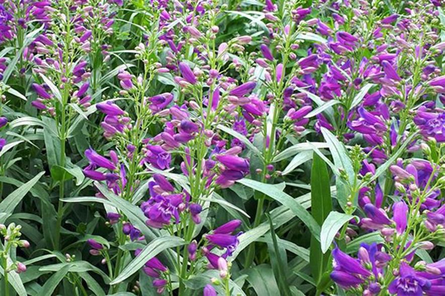 Penstemon Pristine Lila Purple - image: Allensmore