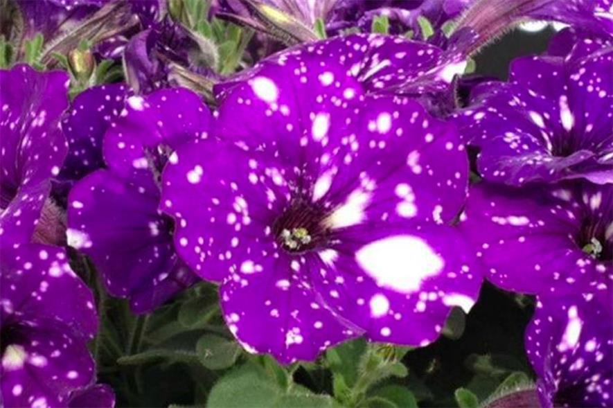 Petunia 'Night Sky' - image: Ball Colegrave